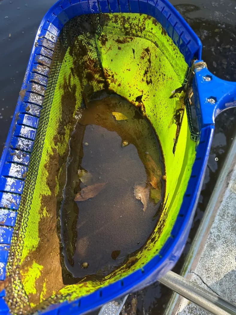 Pool skimmer basket full of debris removed during pool cleaning in Orlando FL
